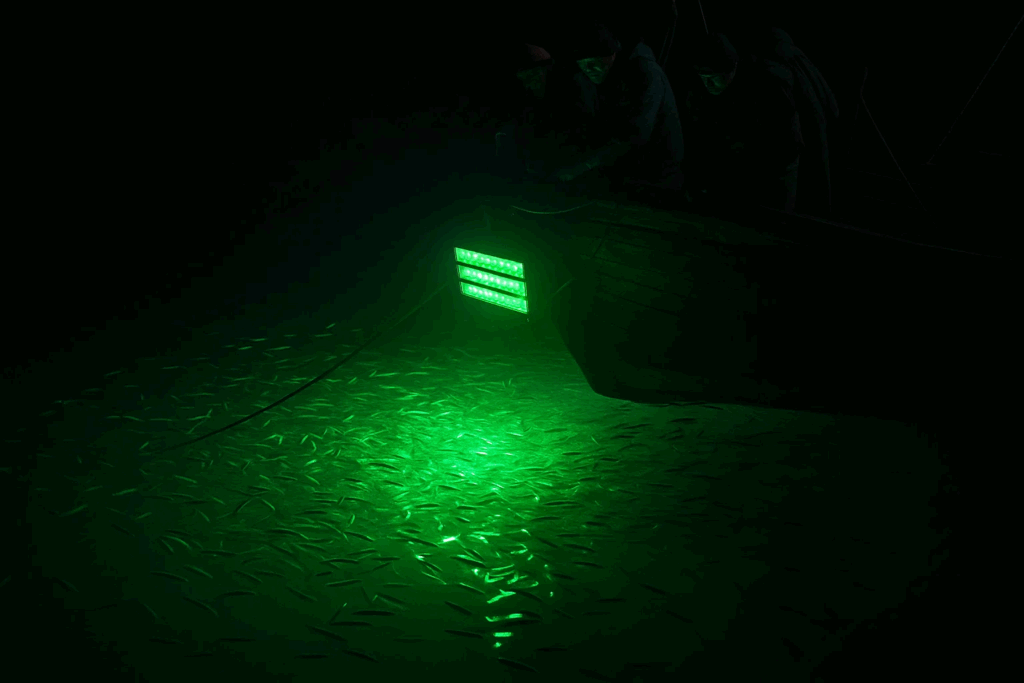 LED fishing light1